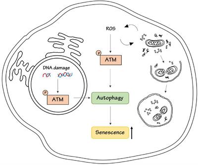 ATM Kinase-Dependent Regulation of Autophagy: A Key Player in Senescence?